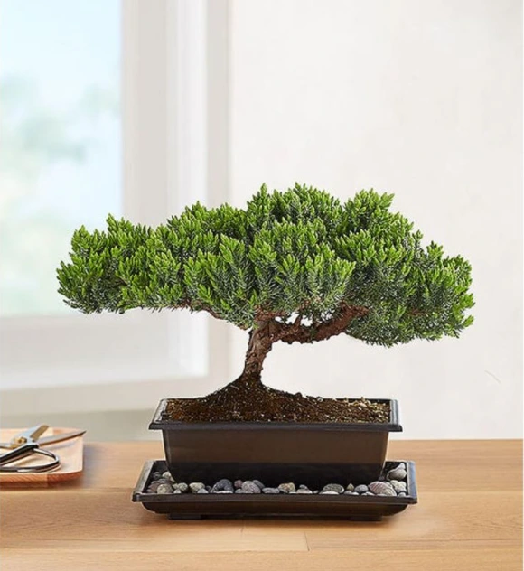 roter bambus 100 cm kaufen Fargesia scabrida 'Asian Wonder' / Roter Bambus XXL main image 0